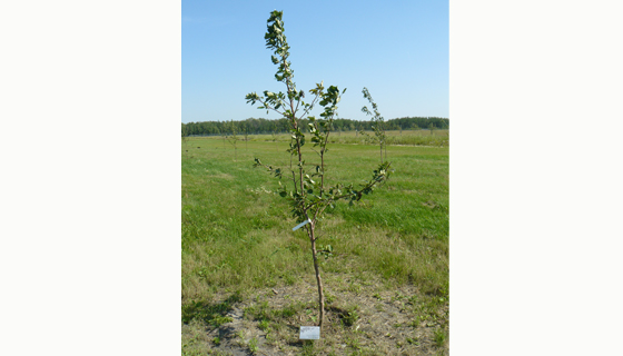 Historical/Parks - Memory Tree Stake for Fort Whyte Alive 